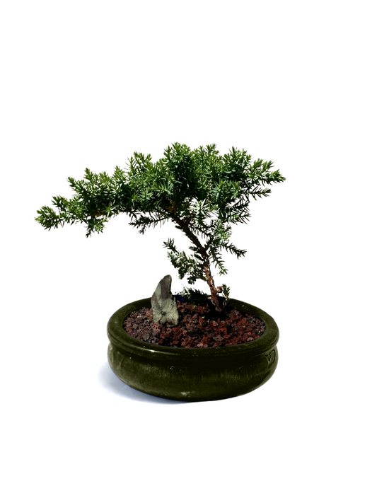 5" Pot Juniper Bonsai