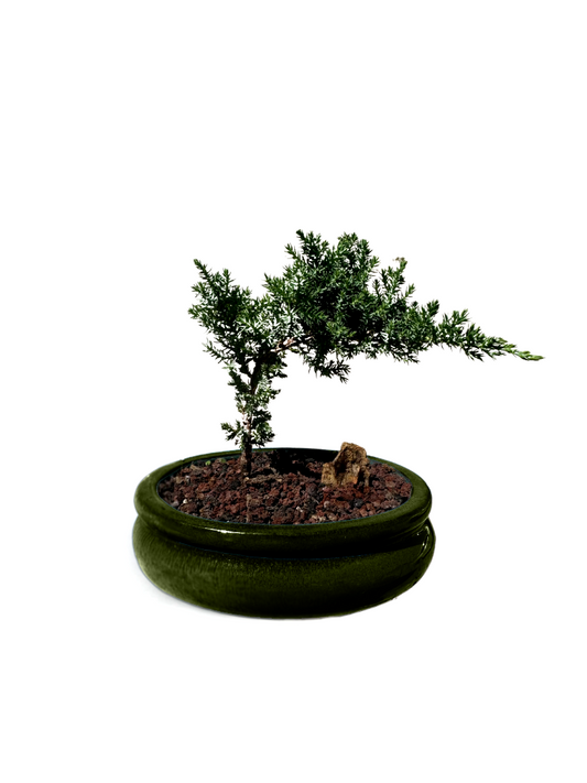 6" Pot Juniper Bonsai