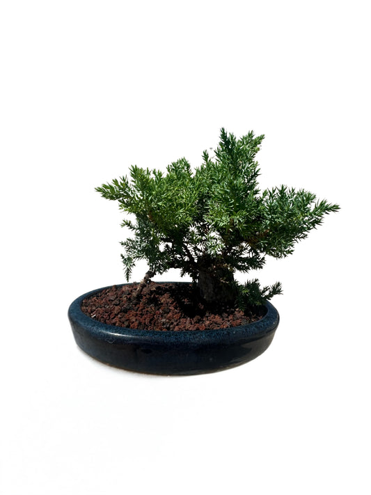 8" Pot Juniper Bonsai