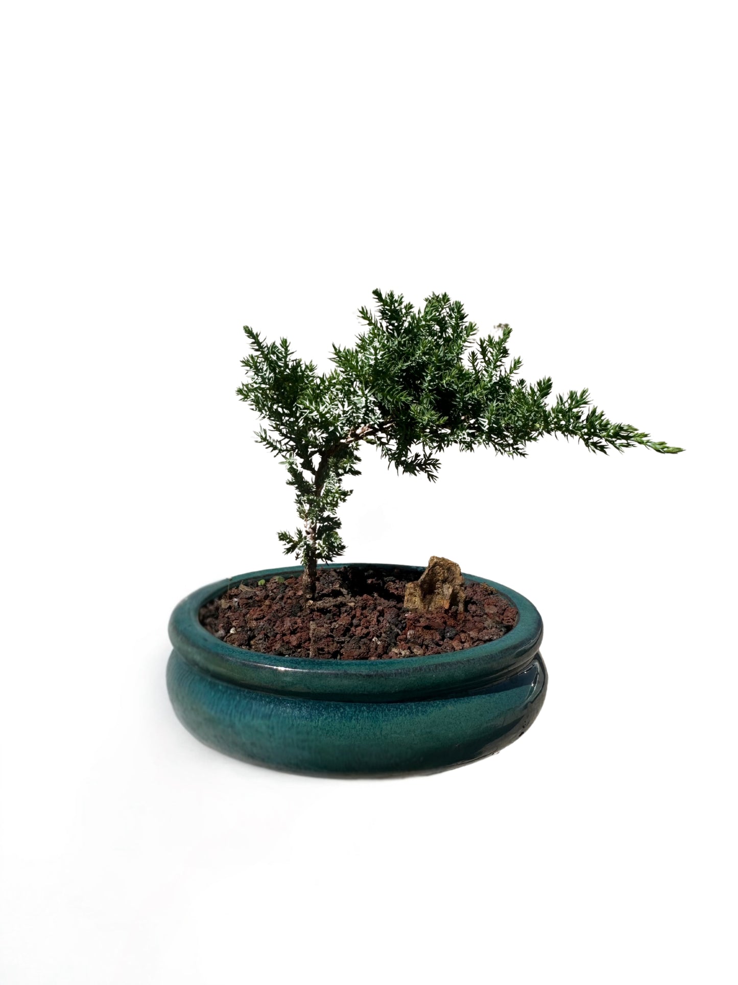 6" Pot Juniper Bonsai