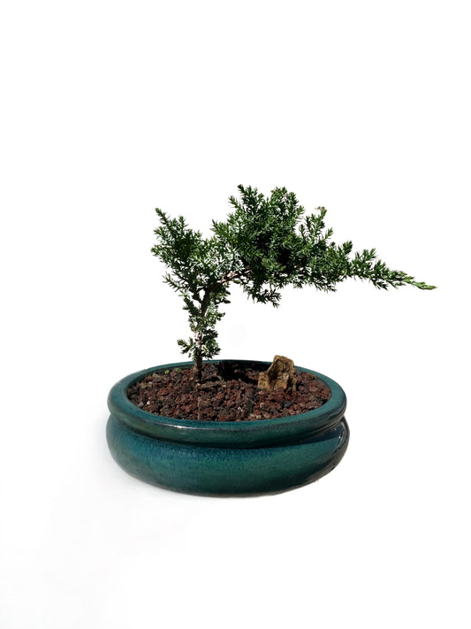 6" Pot Juniper Bonsai